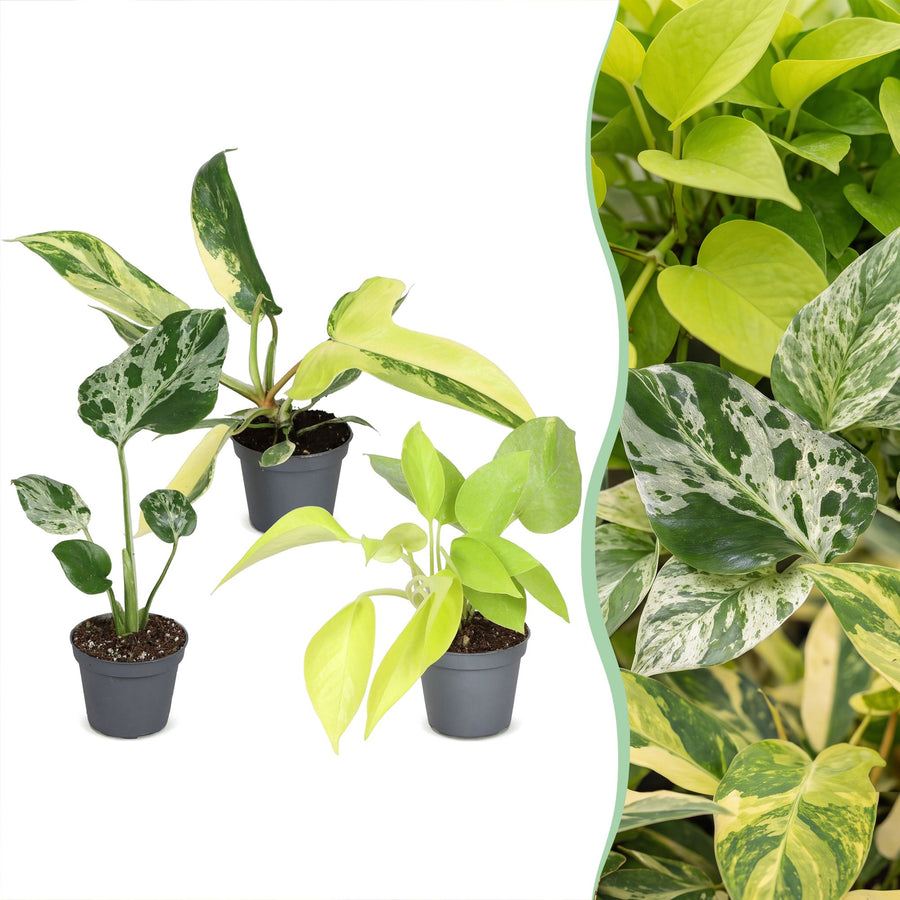Baby Tropical Mix (3 rośliny, doniczka ø6 cm)