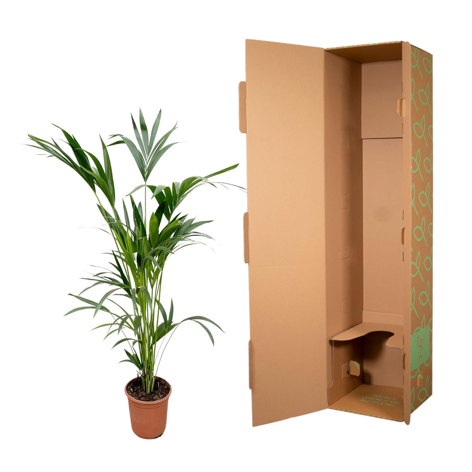 Kentia palm - 160cm - Ø24 - XXLplant