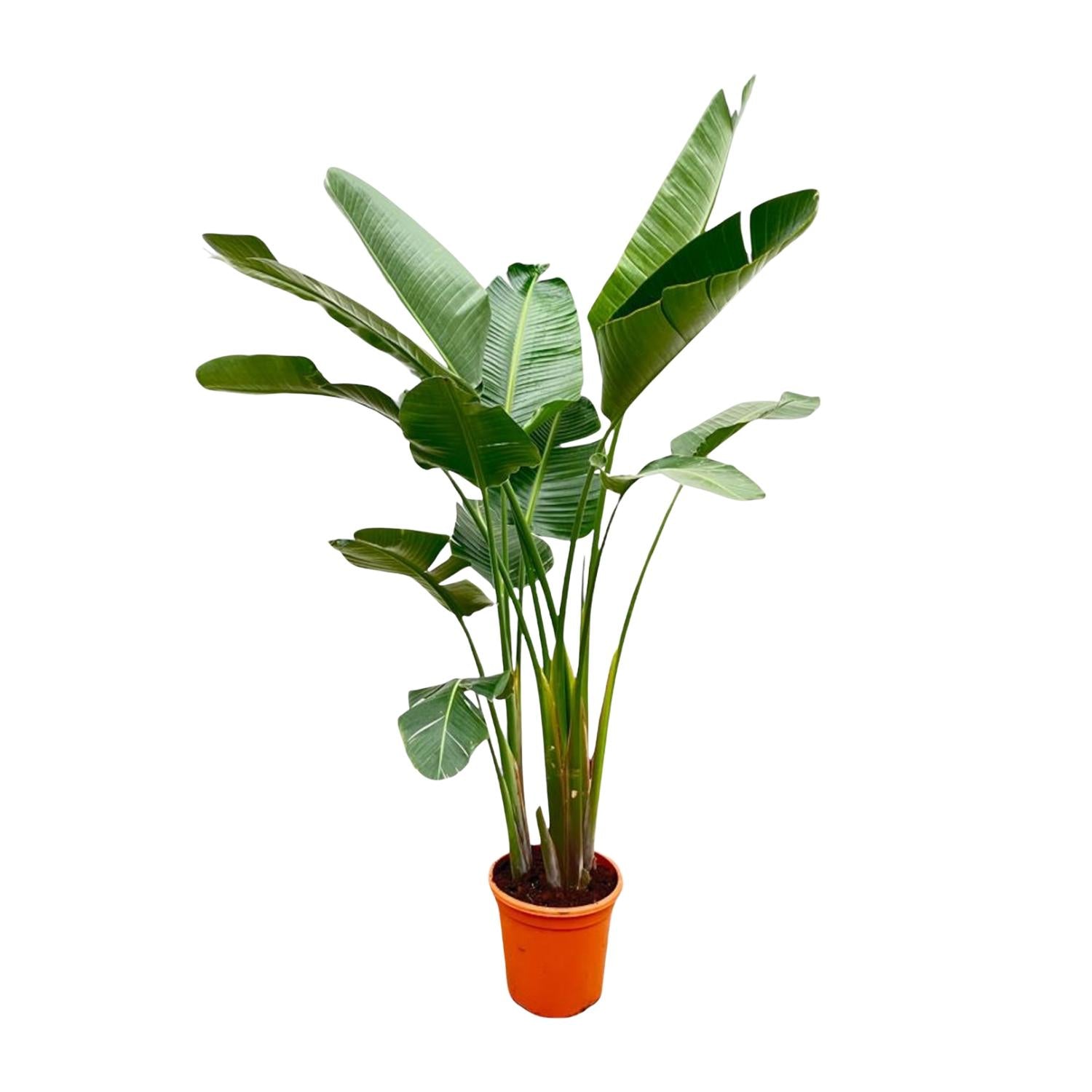 Strelitzia Augusta de luxe XXL 250cm - ø38