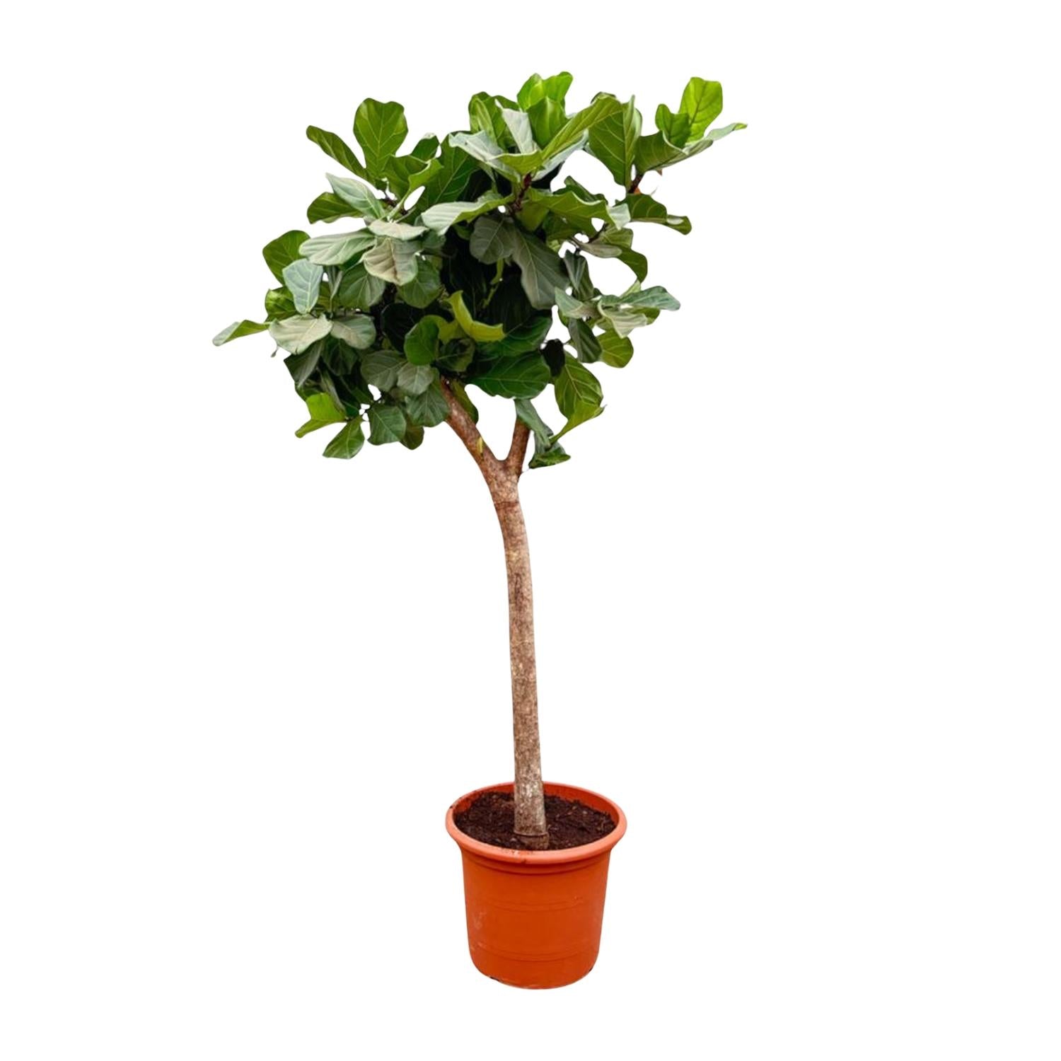 Ficus lyrata boom XXXL (vioolblad ficus) 230 cm hoog, pot ø42 cm
