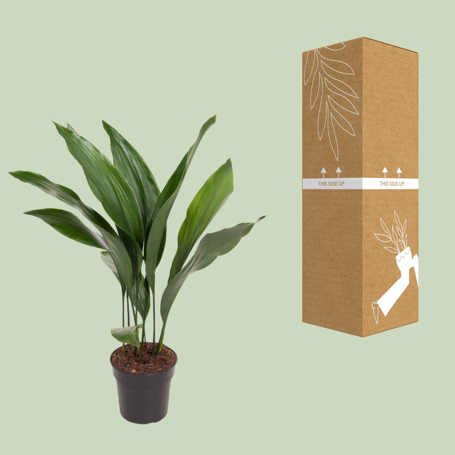 Aspidistra elatior (slagersplant) 70 cm hoog, pot ø17 cm