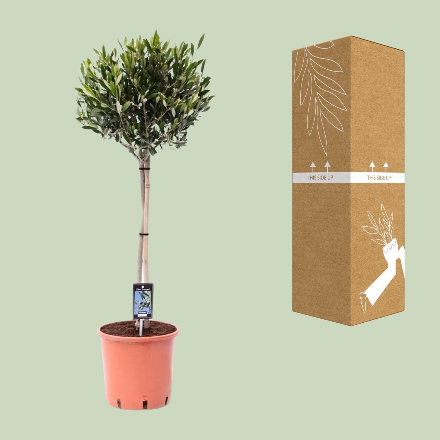 Olijfboom (Olea europaea) 100 cm hoog, pot ø22 cm