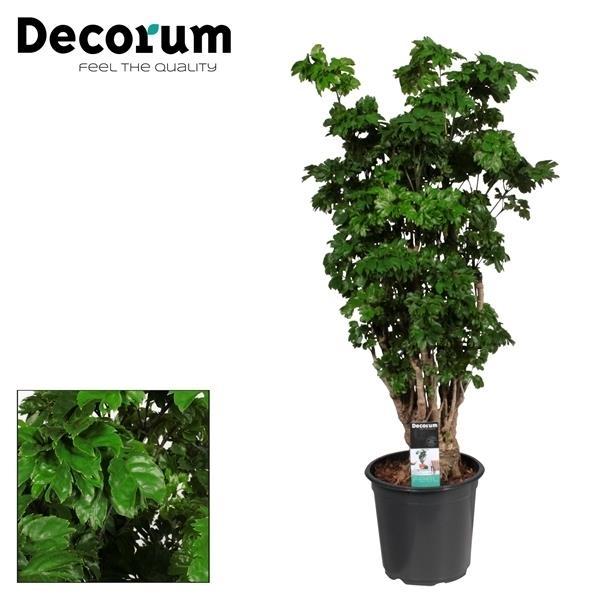 Polyscias Roble vertakt (aralia) 80 cm hoog, pot ø21 cm
