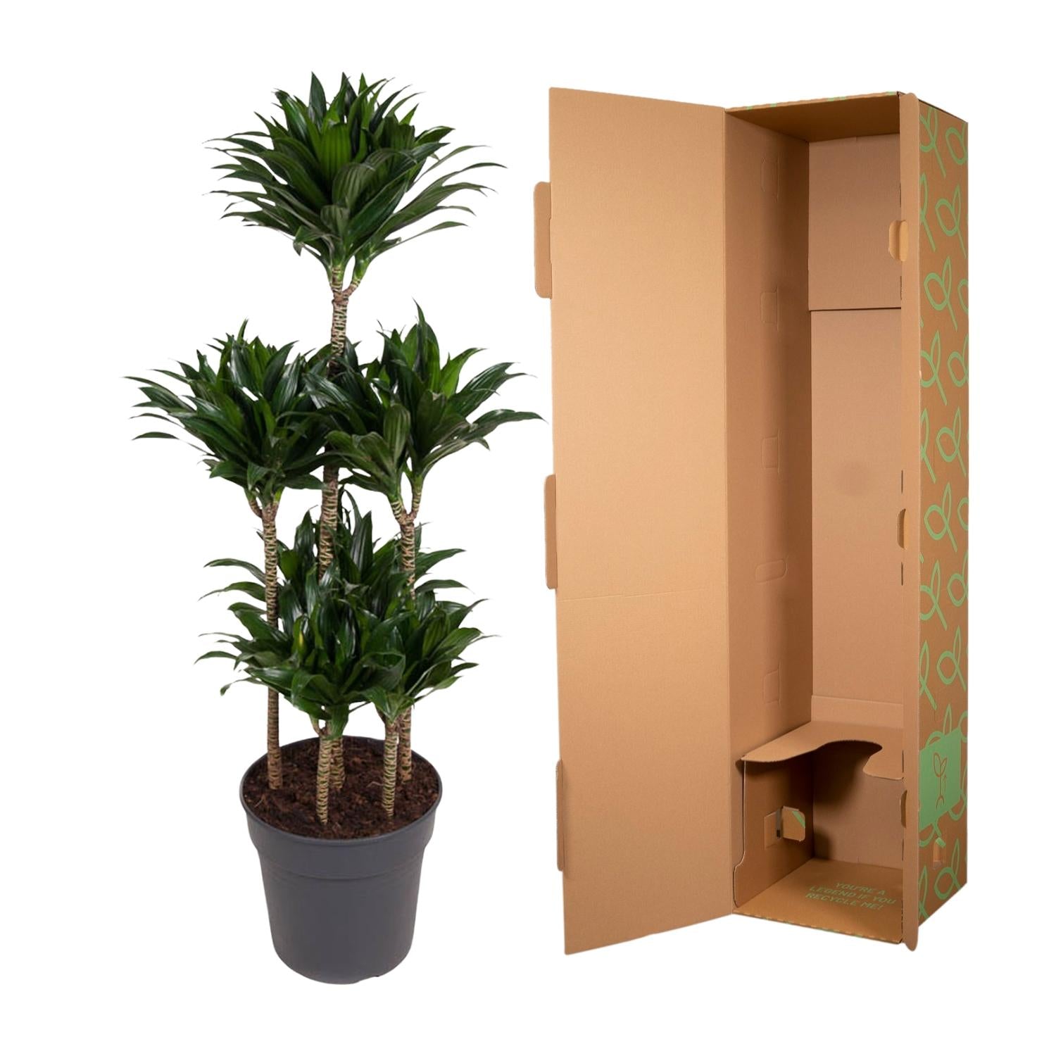 Dracaena Compacta Carrousel (drakenbloedboom) 130 cm hoog, pot ø31 cm
