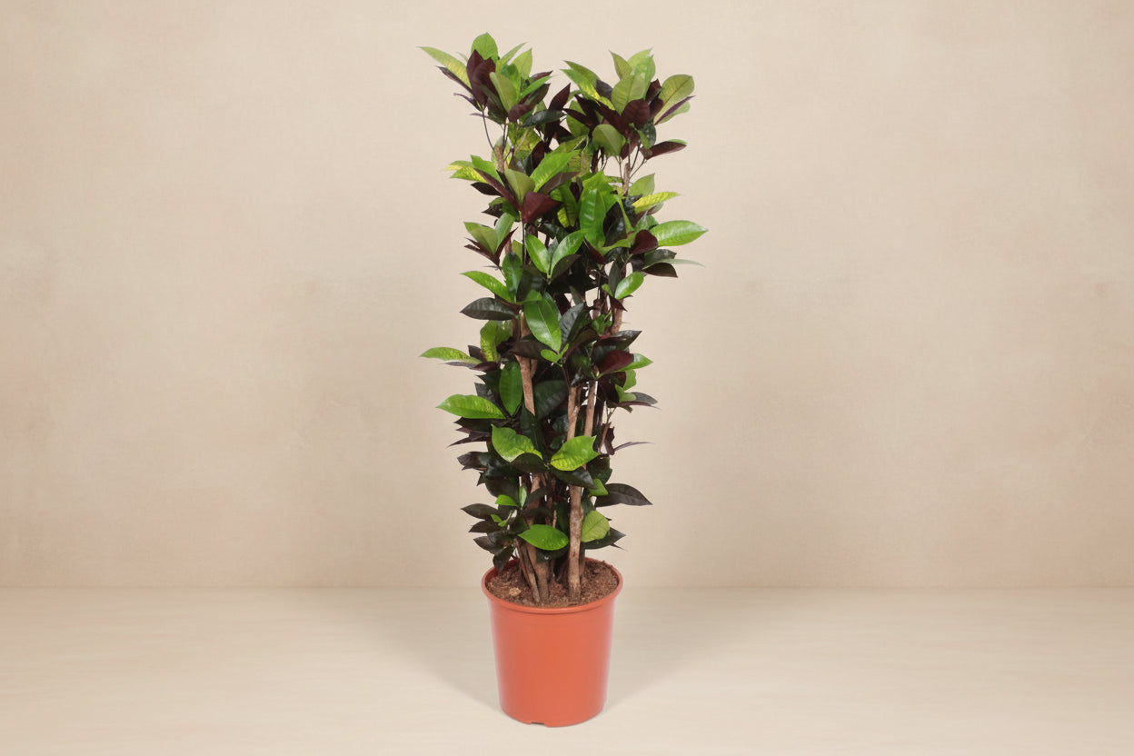 Codiaeum Iceton (Croton Iceton)