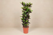 Codiaeum Iceton (Croton) ved 190 cm — XXLplante