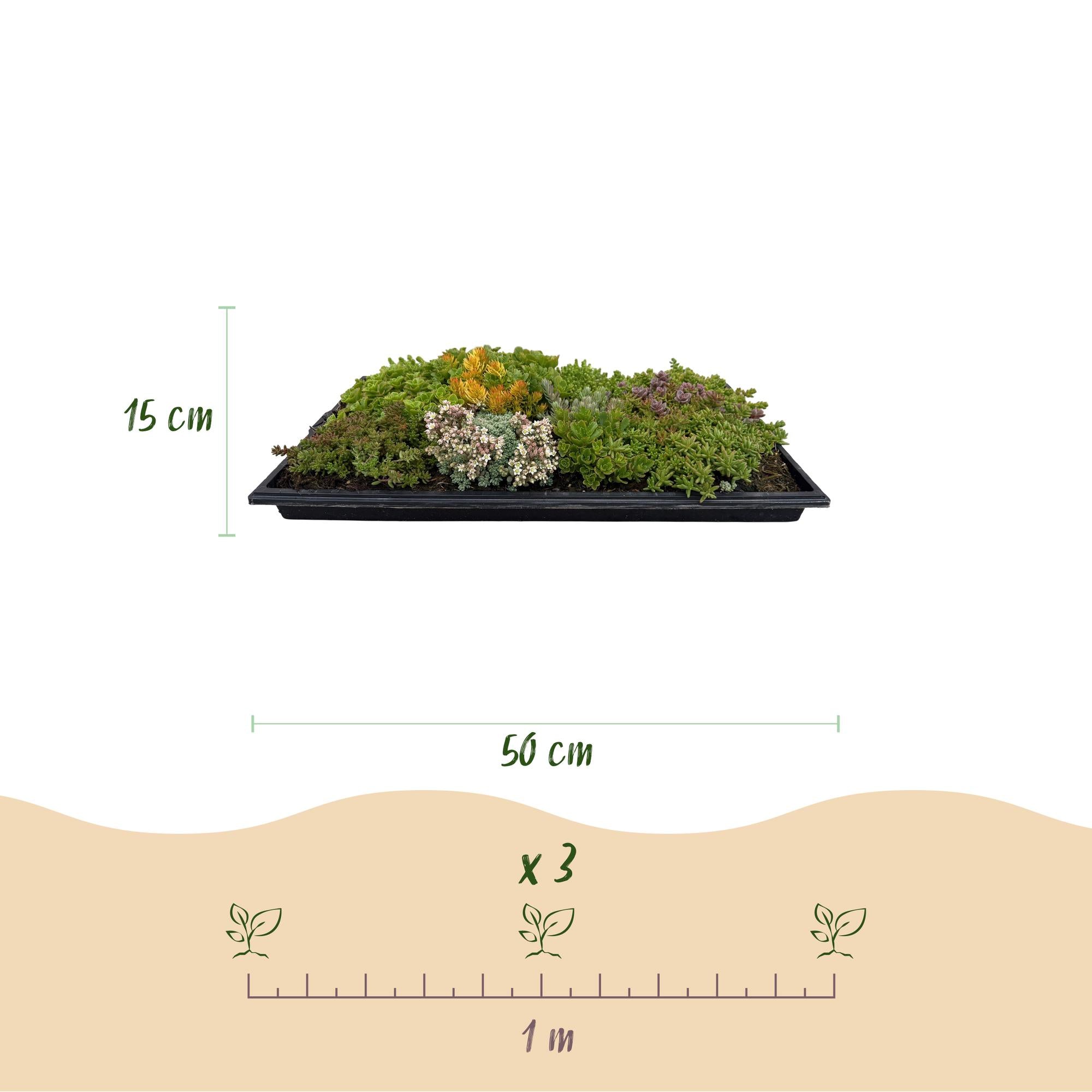 Sedum bodembedekker winterhard, set van 2 matten 50x30 cm