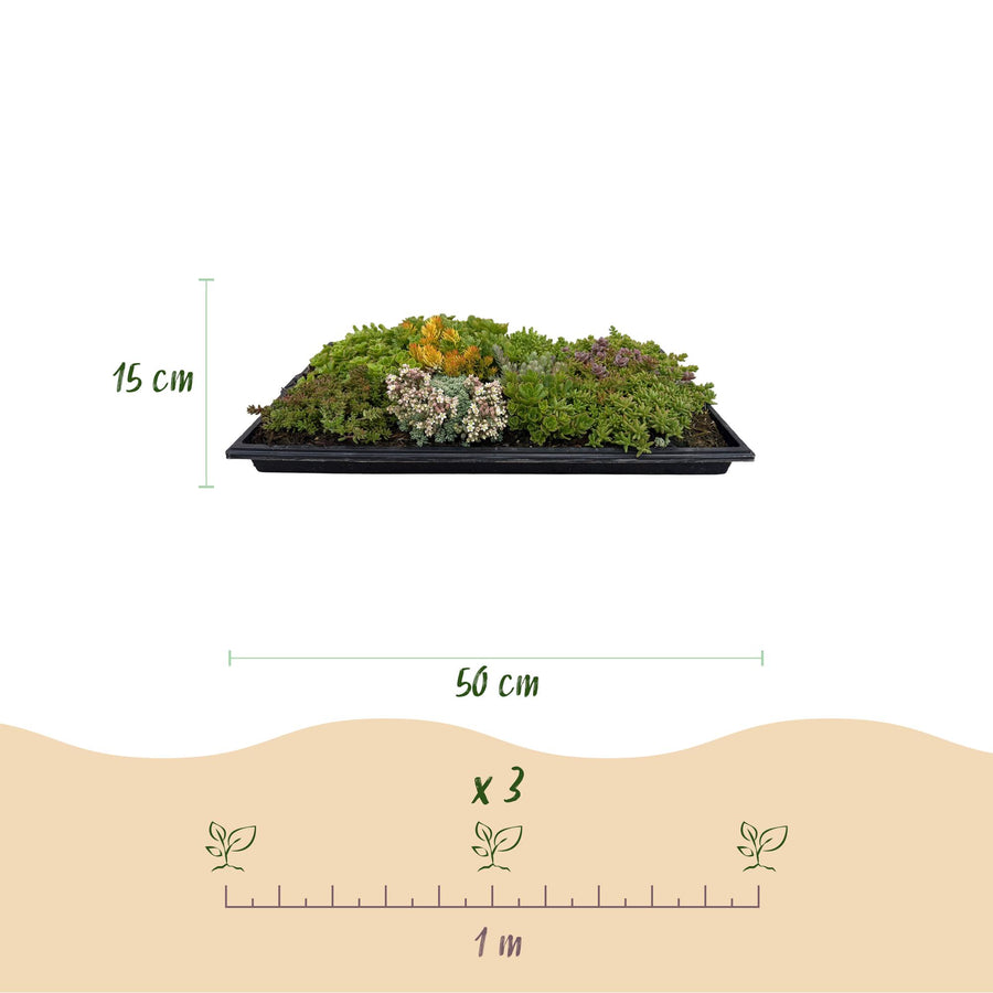 Sedum couvre-sol résistant à l'hiver, lot de 2 tapis 50x30 cm