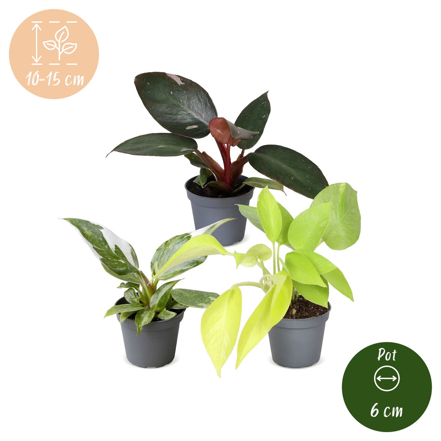 Baby filodendron Tricolour (3 rośliny, doniczka ø6 cm)