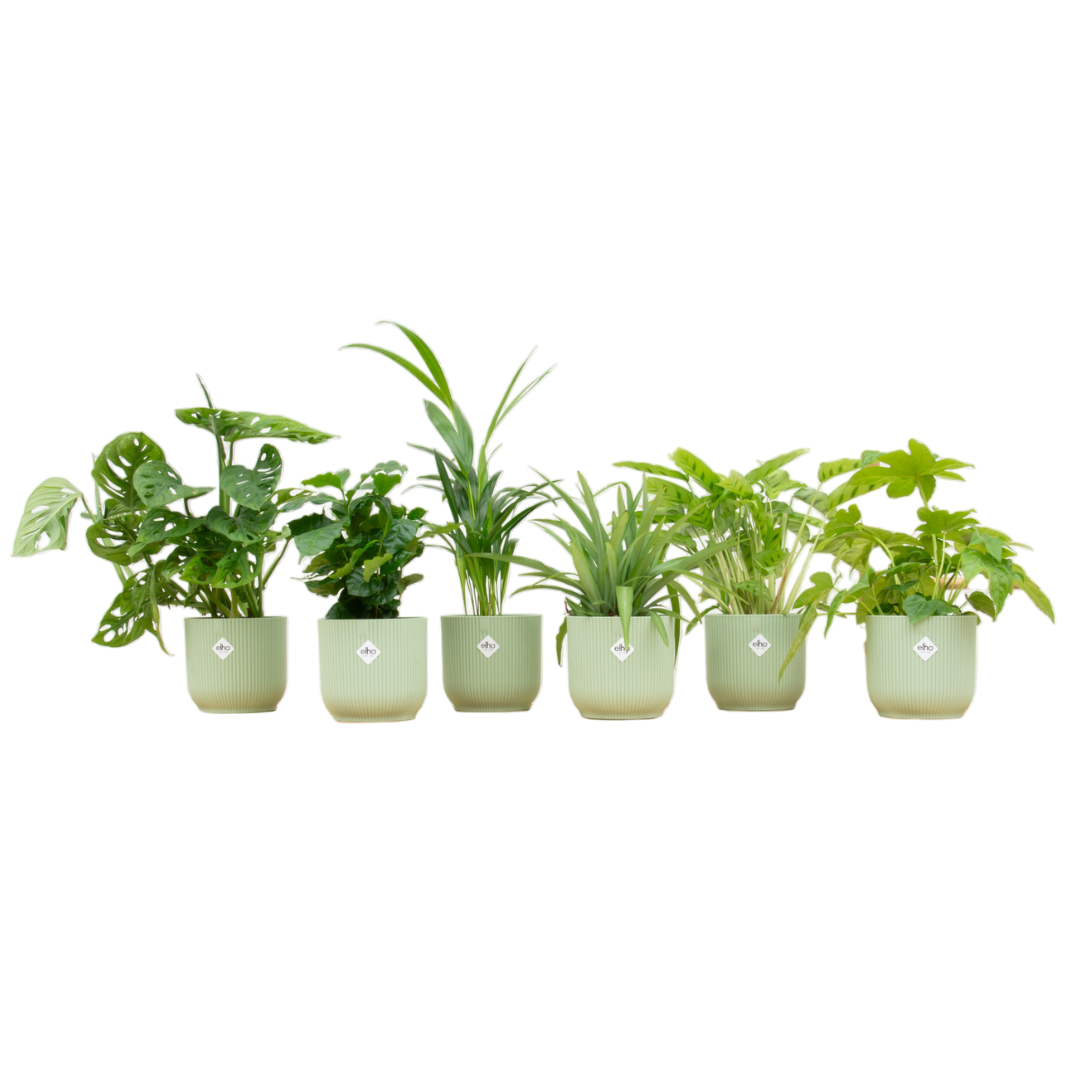 Verrassingsbox 6 planten met bloempot elho Vibes Fold sorbet groen ø14 cm