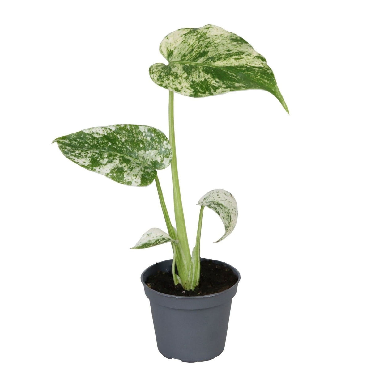 Bonte gatenplant (Monstera deliciosa 'Mint Variegated')