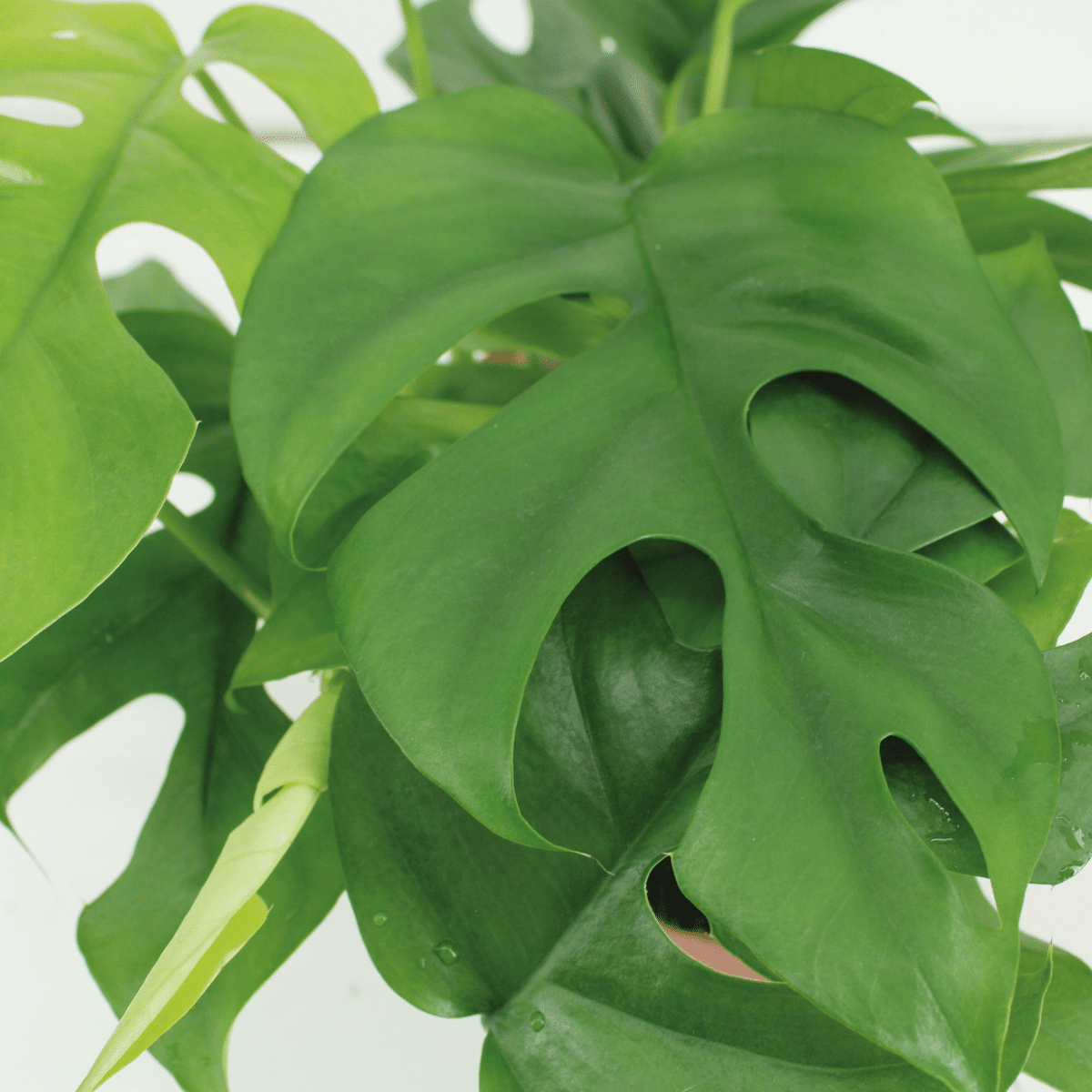 Monstera minima w wiszącej kokedamie
