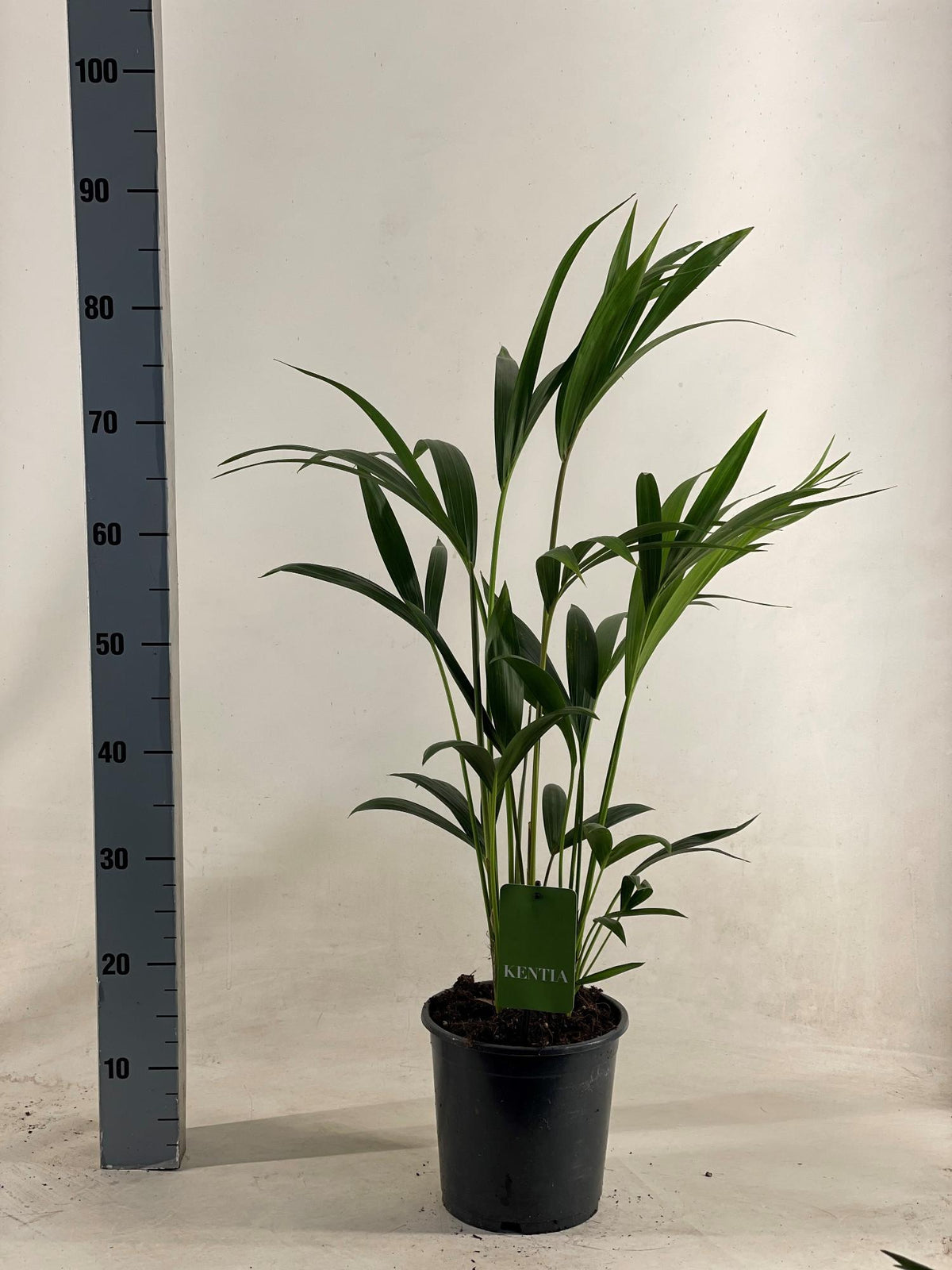 Kentiapalm (Howea forsteriana)
