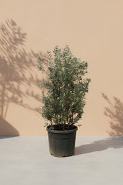 Olea Europaea busk
