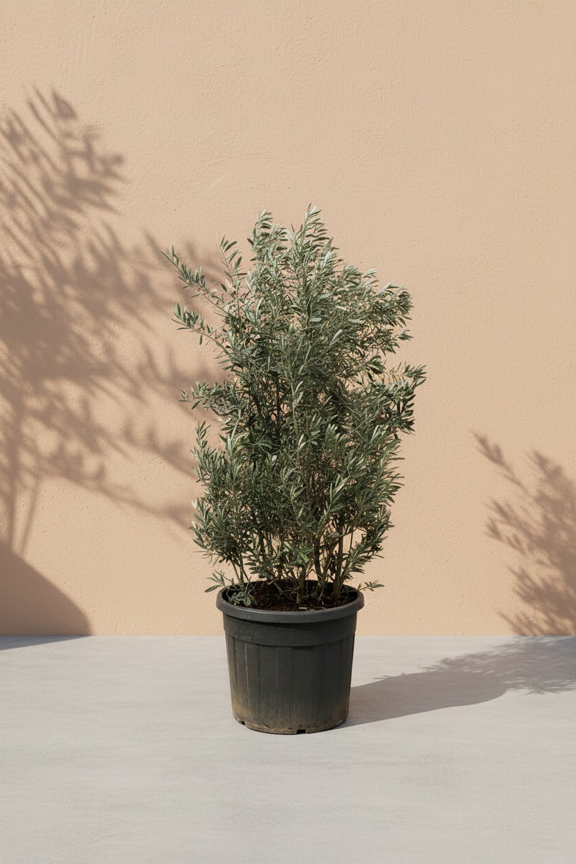 Olea Europaea busk
