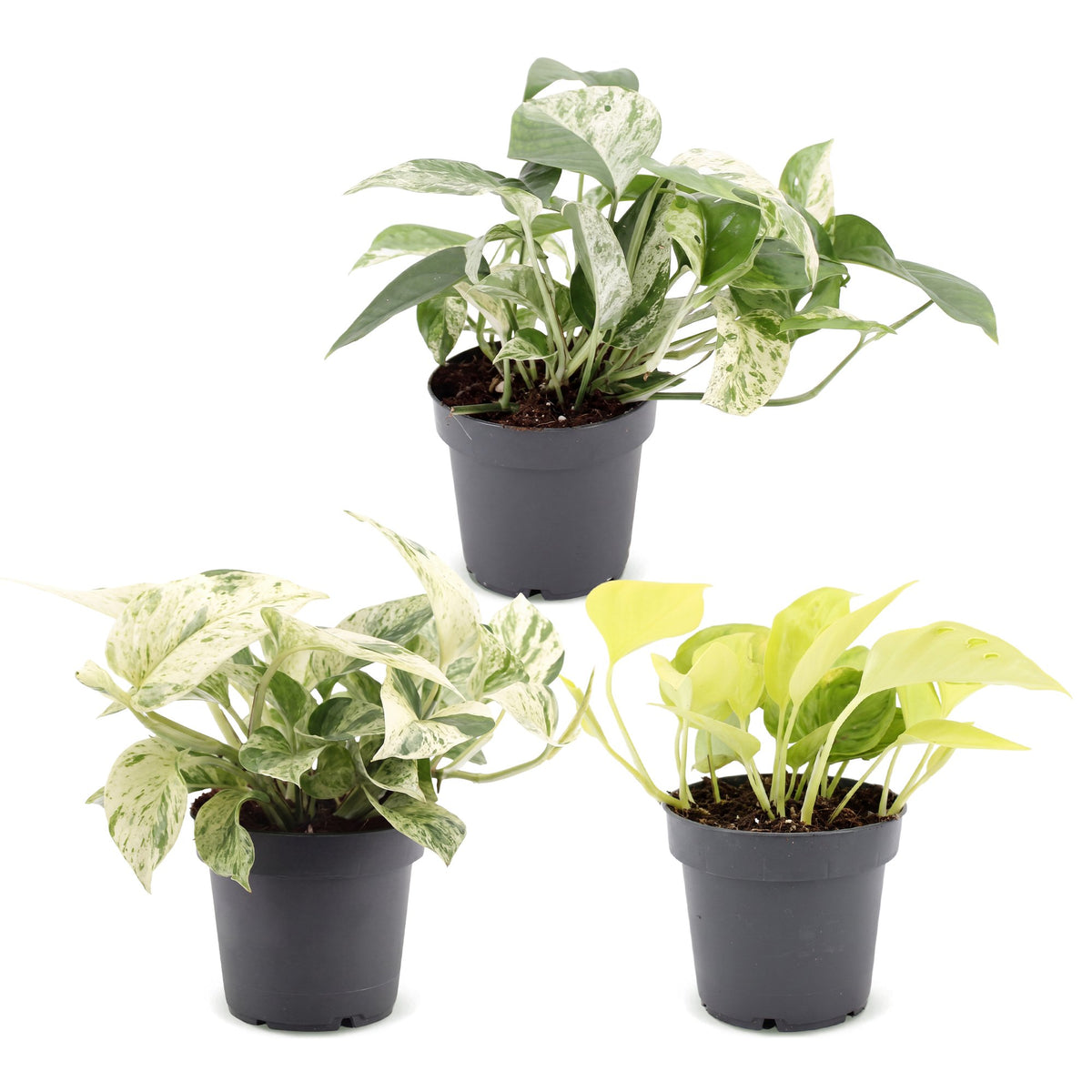 Epipremnum Tricolour