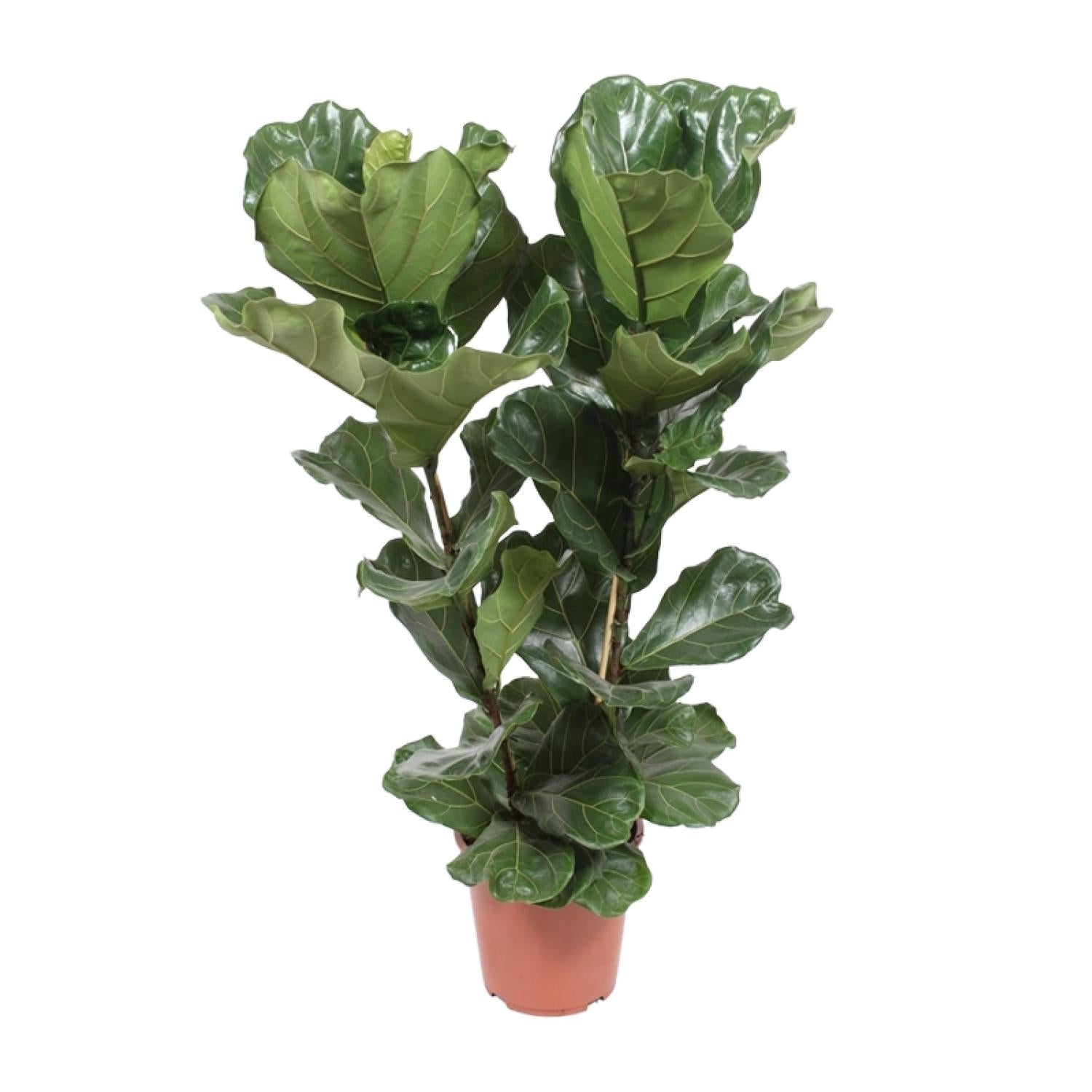 Vioolblad ficus (Ficus lyrata) 100 cm hoog, pot ø27 cm