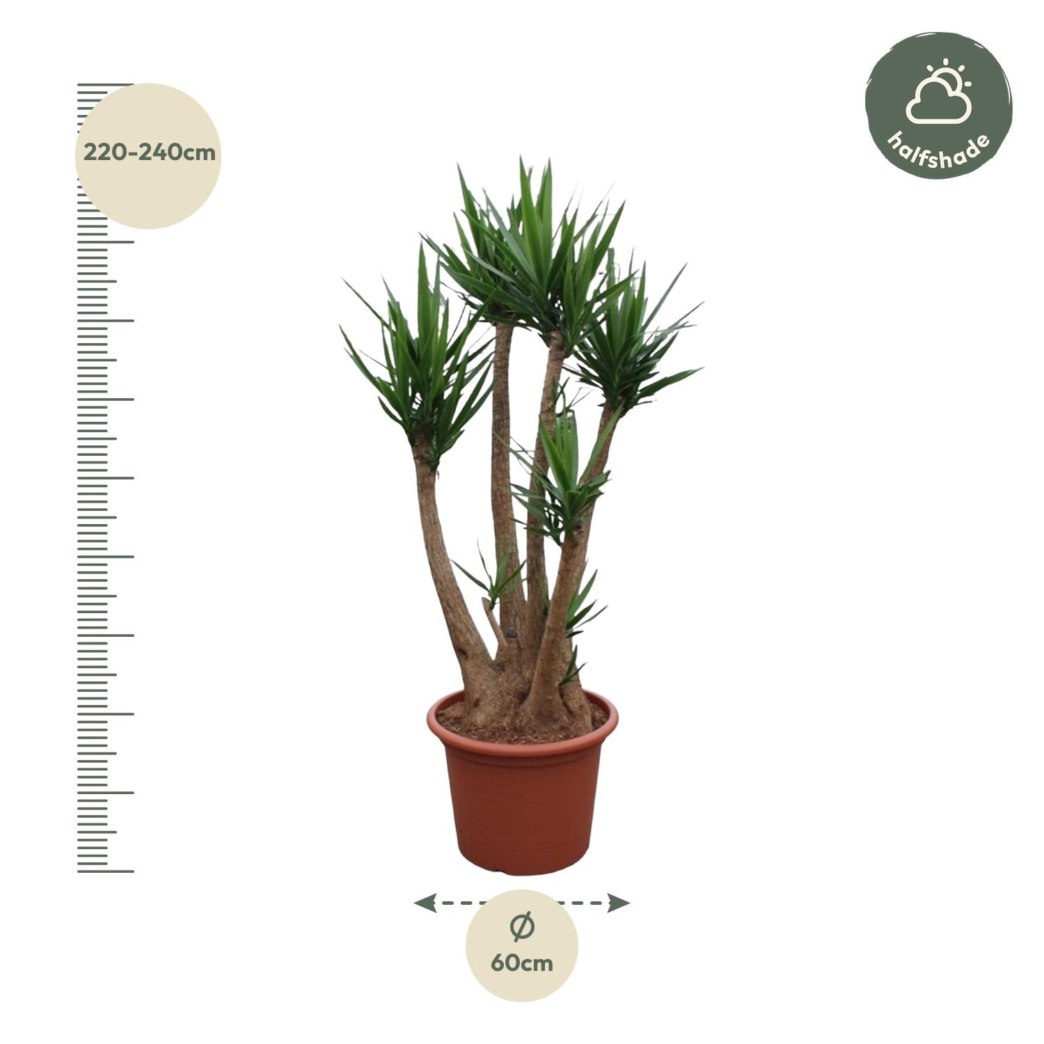 Potted Yucca Elephantipes with long green leaves and sturdy trunk.