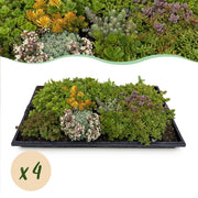 Sedum