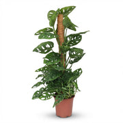 Grøn boutiQ Stueplante Monkey Mask Monstera Andansonii Moss Stick Grøn Lav vedligeholdelse 1 Plantepotte Højde 90cm - ø19