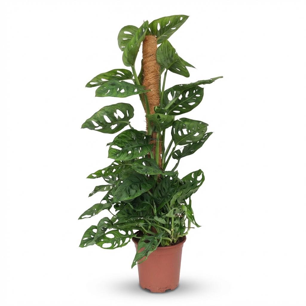 Grøn boutiQ Stueplante Monkey Mask Monstera Andansonii Moss Stick Grøn Lav vedligeholdelse 1 Plantepotte Højde 90cm - ø19