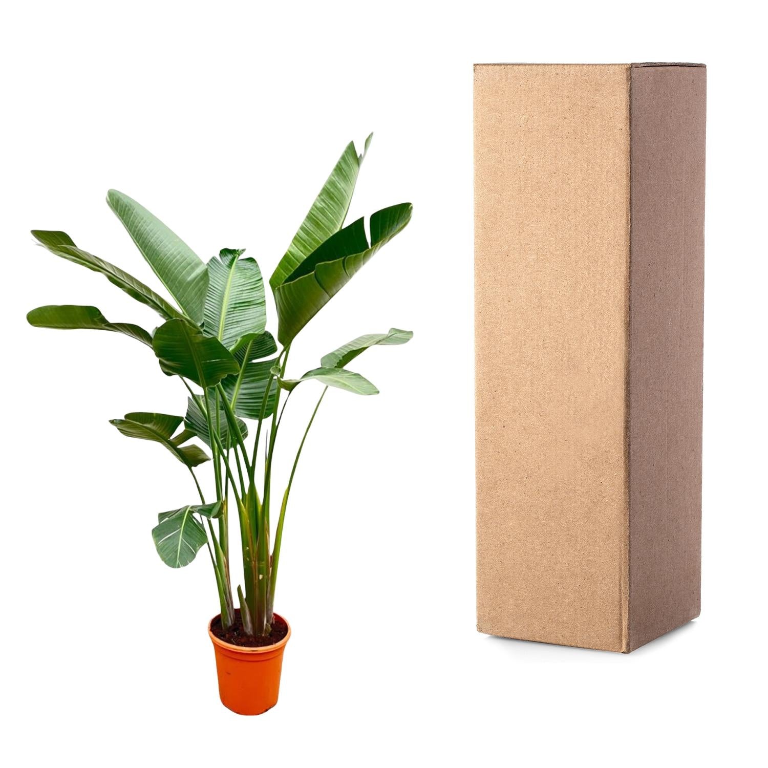 Strelitzia Augusta de luxe XXL 250cm - ø38