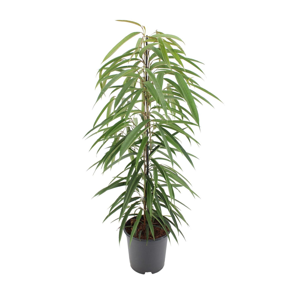 Ficus binnendijkii 'Alii' 80 cm hoch, Topf ø21 cm