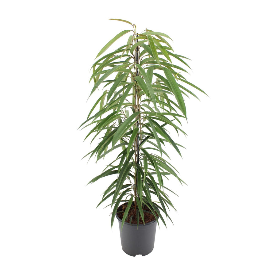 Ficus binnendijkii 'Alii' 80 cm hoch, Topf ø21 cm