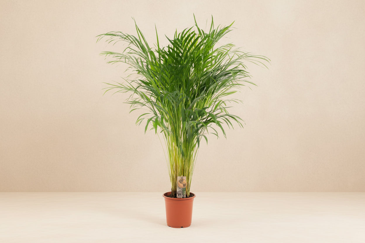 Areca palm (Dypsis lutescens, goudpalm) 100 cm hoog, pot ø21 cm