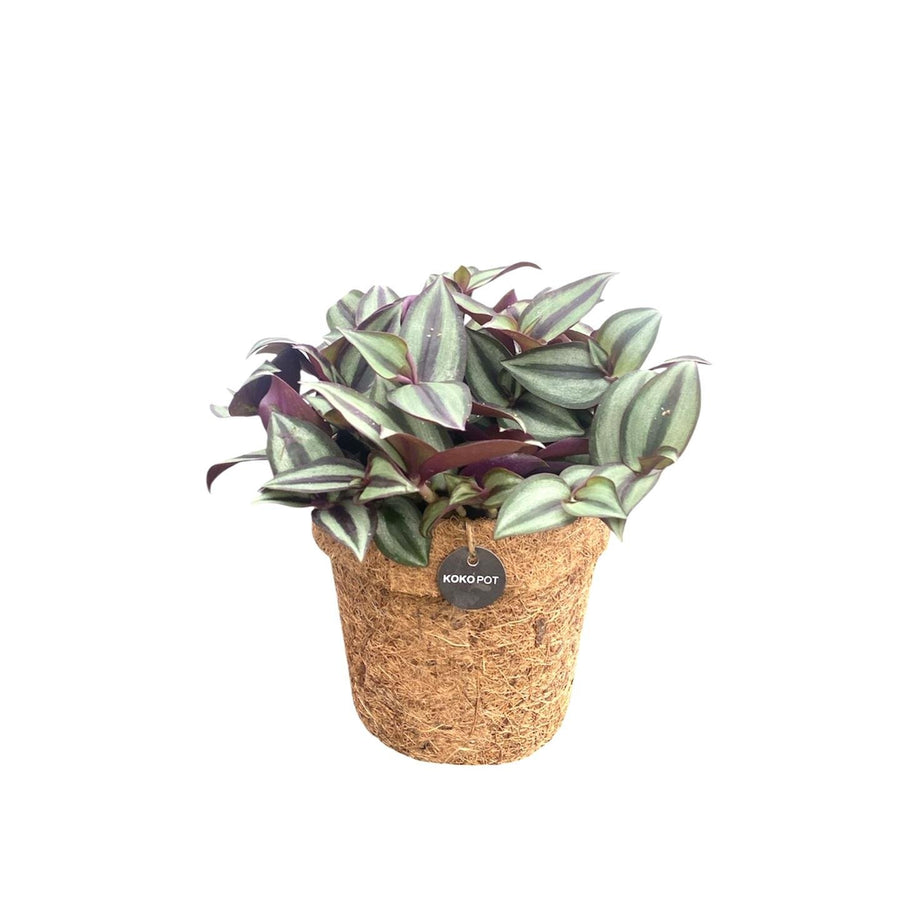Doniczka kokosowa trzykrotka zebrina (Tradescantia zebrina), ø13 cm