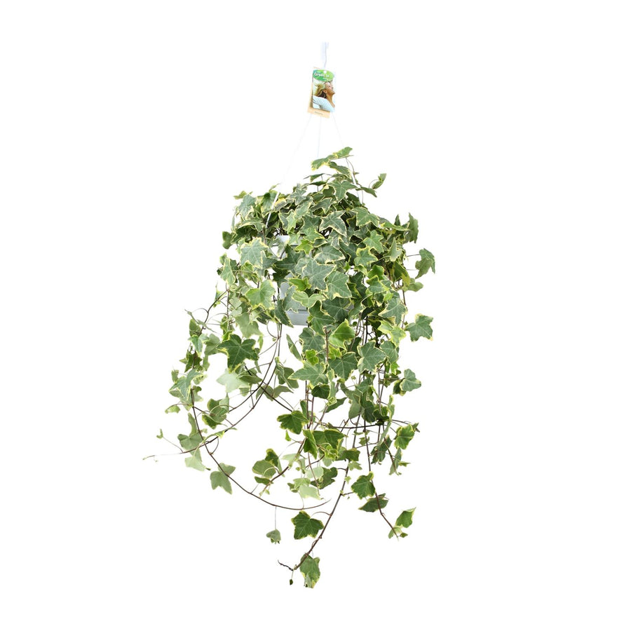 Bluszcz (Hedera helix 'Goldchild') roślina zwisająca, doniczka ø24 cm