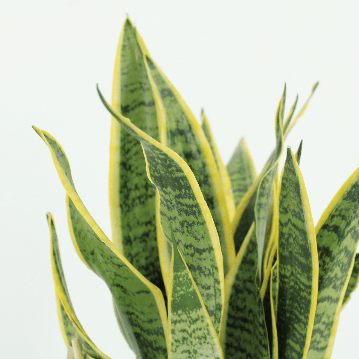Bogenhanf Sansevieria Laurentii