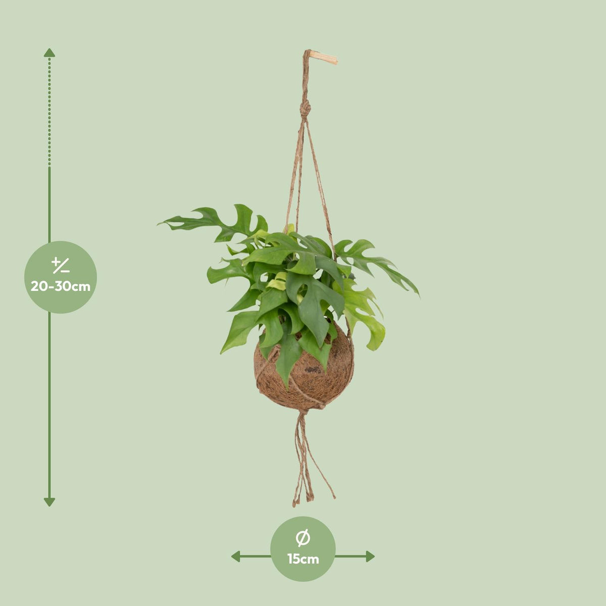 Mini monstera roślina zwisająca 25 cm wysokości, doniczka ø15 cm