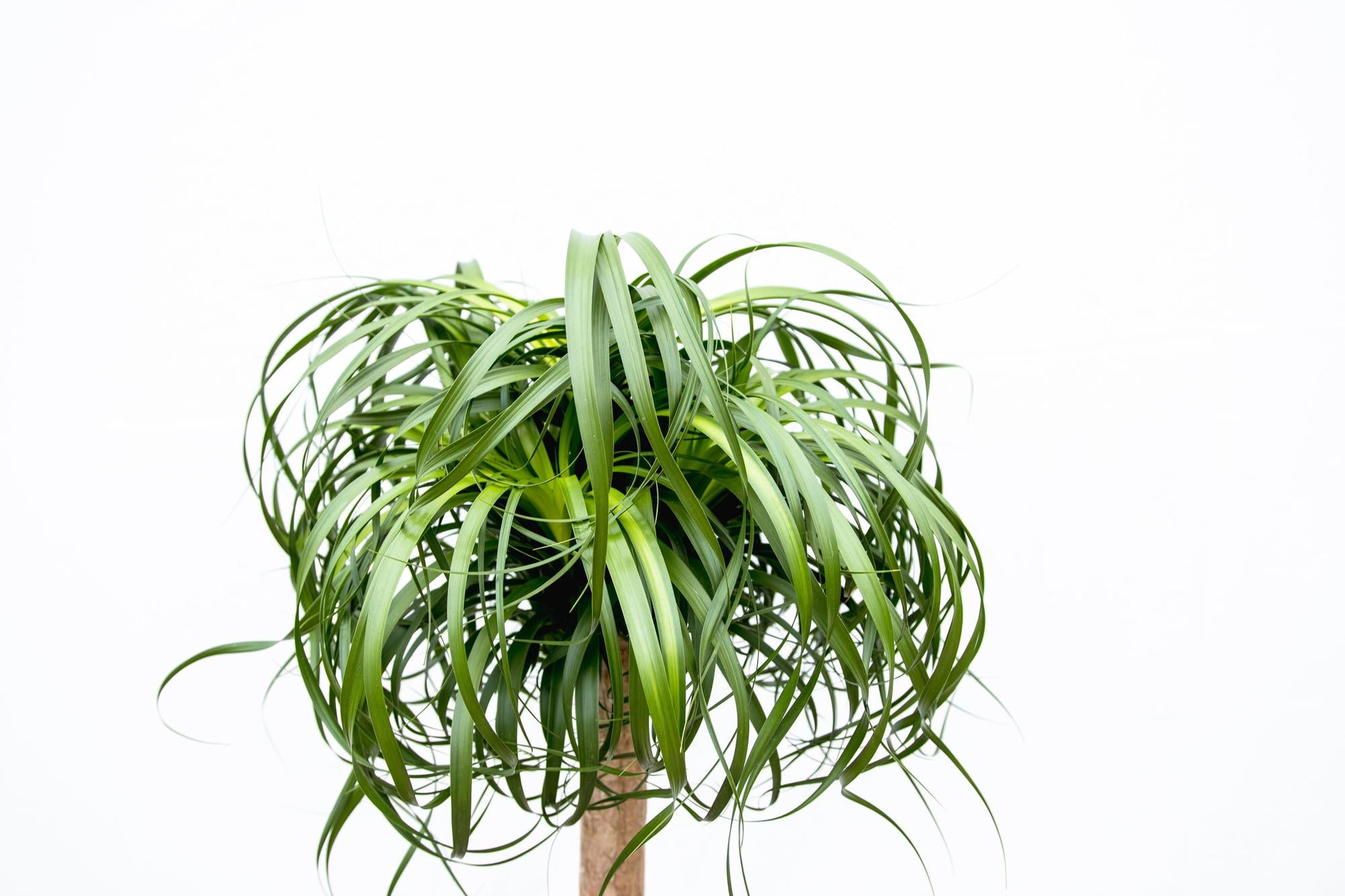 Olifantsvoet XXL (Beaucarnea recurvata) 180 cm hoog, pot ø34 cm