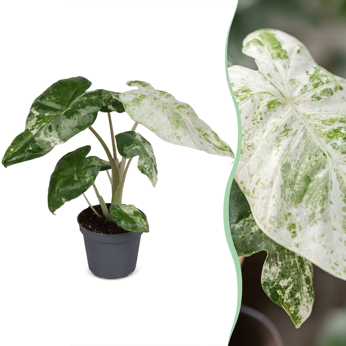 Elephant ear 15 cm tall, pot ø6 cm
