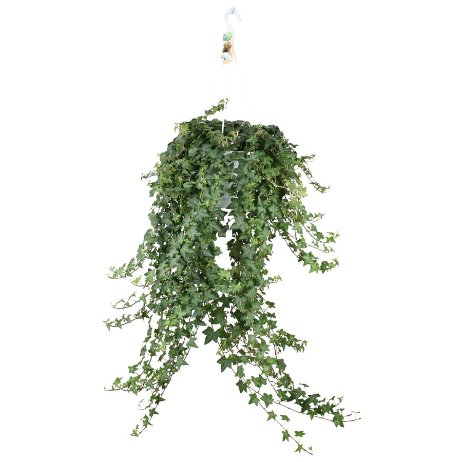 Vedbend (Hedera helix 'Pittsburgh') hængeplante, potte ø24 cm