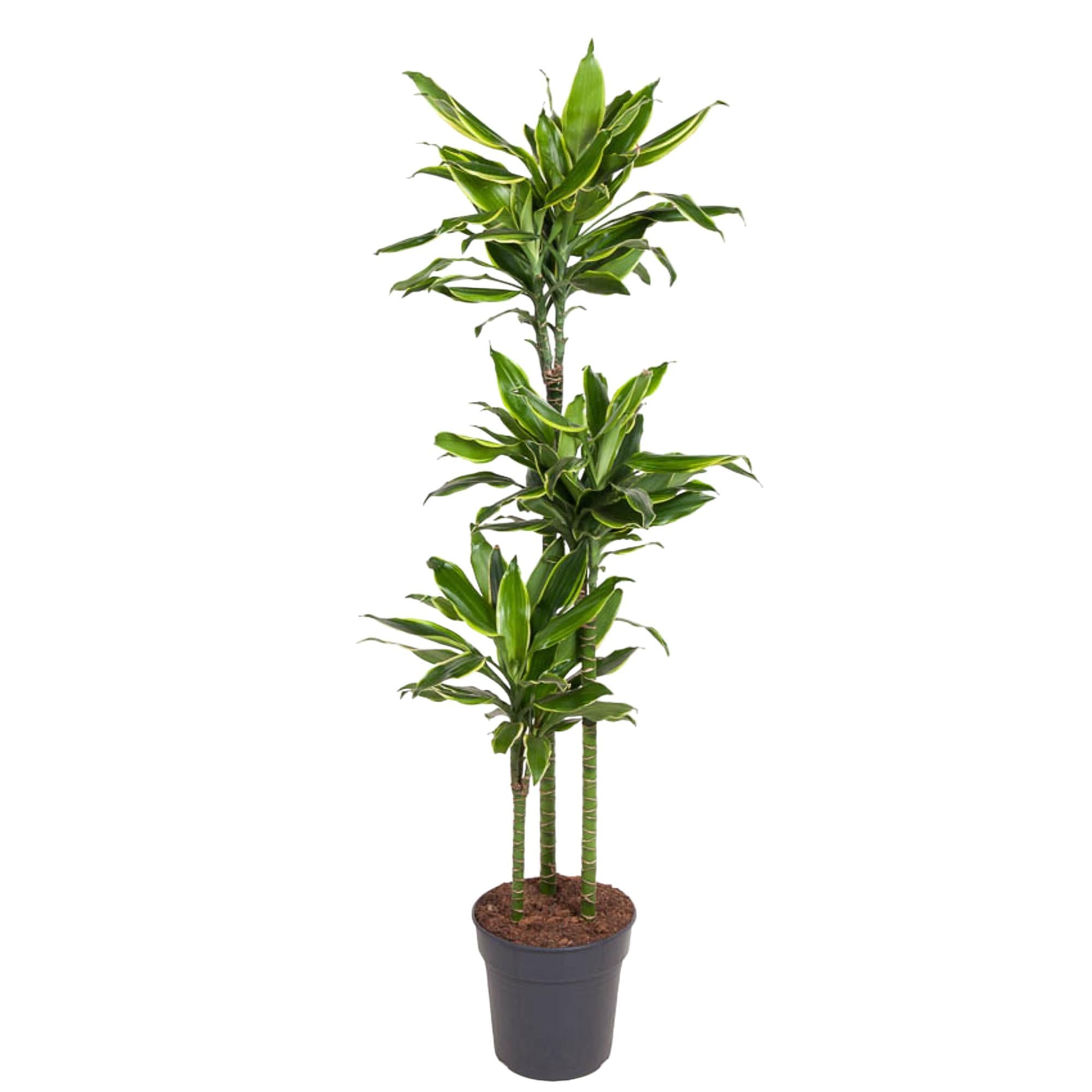 Dracaena Golden Coast 150cm - ø24
