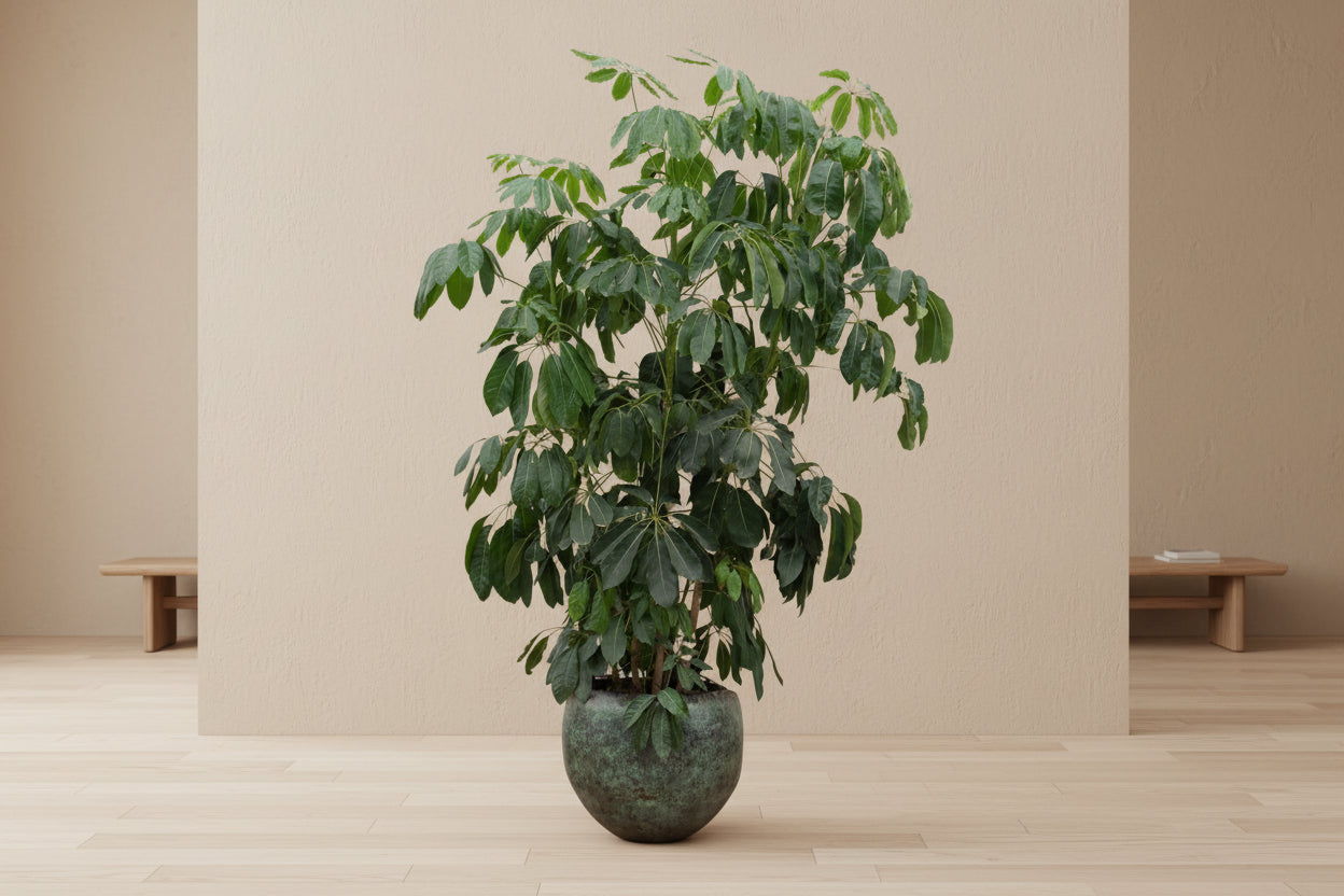 Schefflera Amate XL - 220 cm - ø45