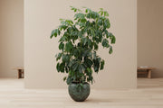 Schefflera Amate (Vingerboom) op 230cm — XXLplant