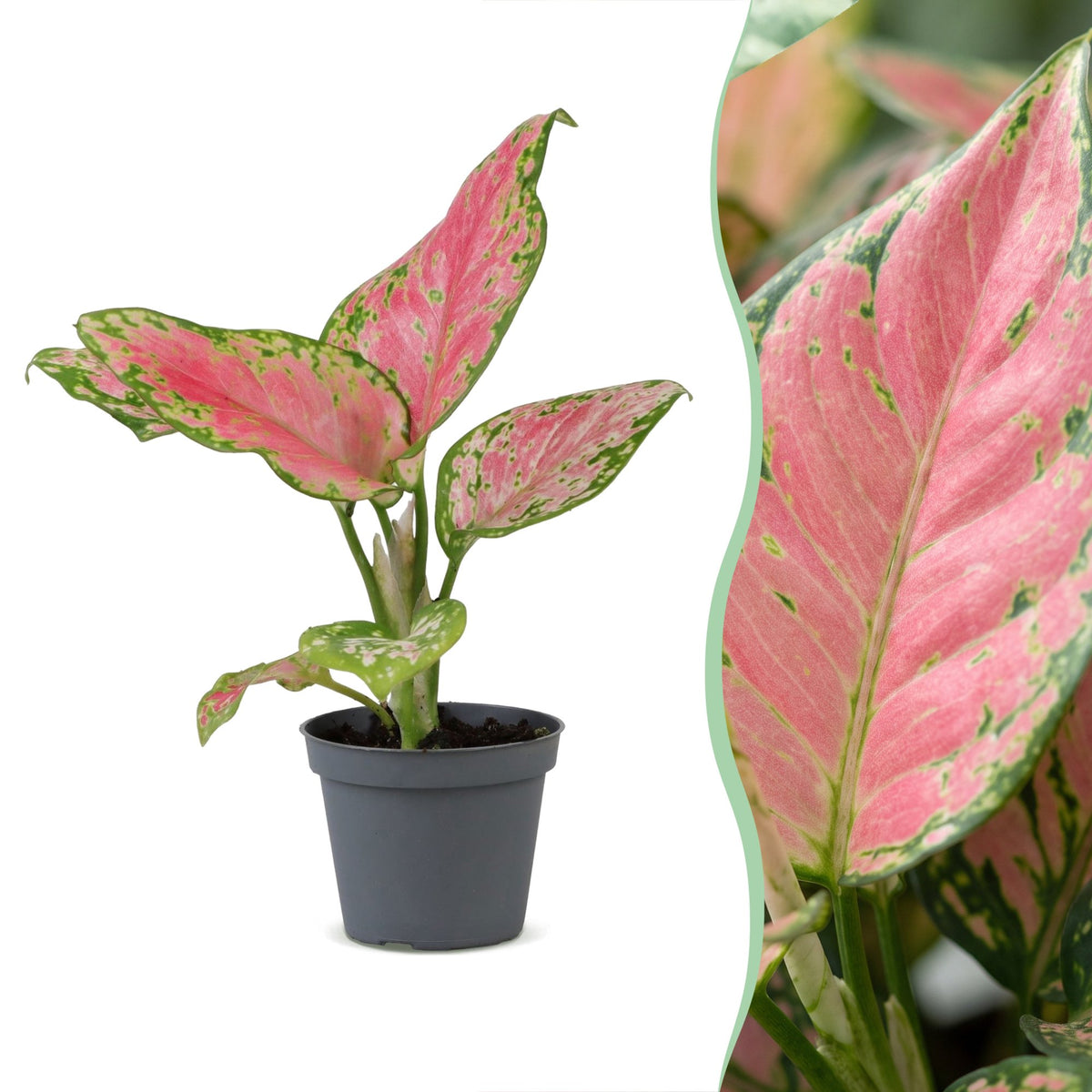 Aglaonema 12 cm wysokości, doniczka ø6 cm
