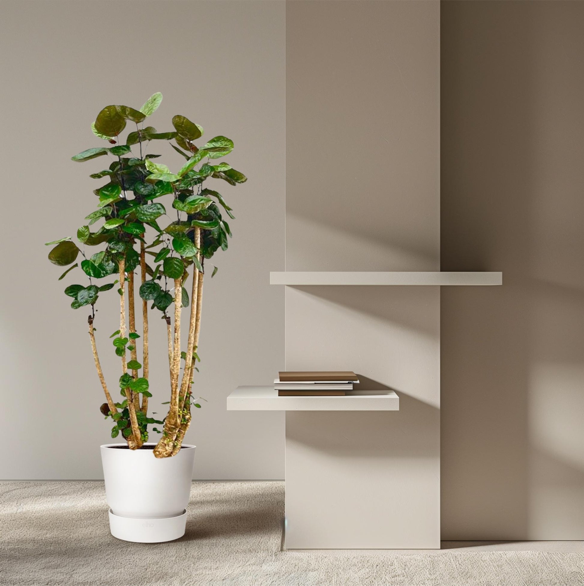 Polysicas Fabian XXL - 150 cm - ⌀30 - XXLplant