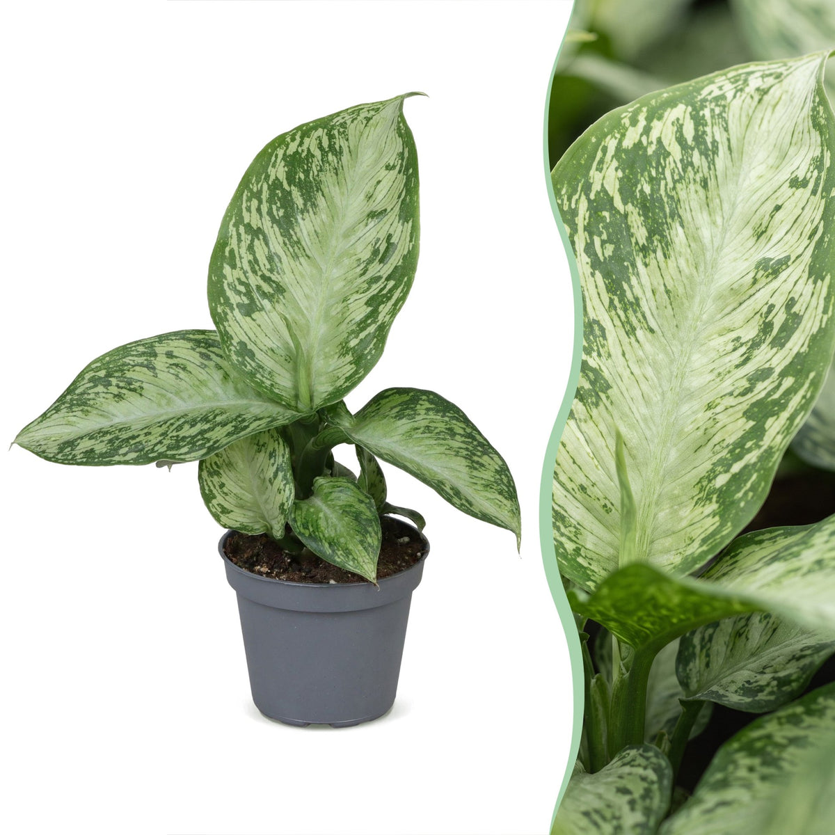 Dieffenbachia 'Snow'