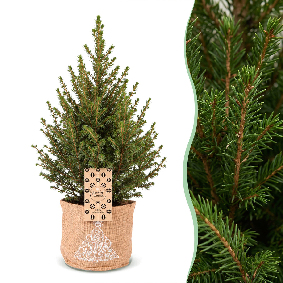 Kegelspar (Picea glauca 'Conica')