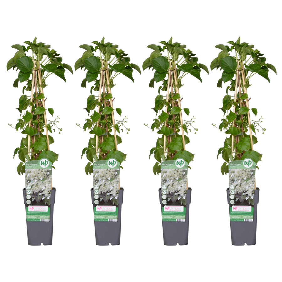 Hortensia grimpant (Hydrangea petiolaris), 4 plantes de 65 cm