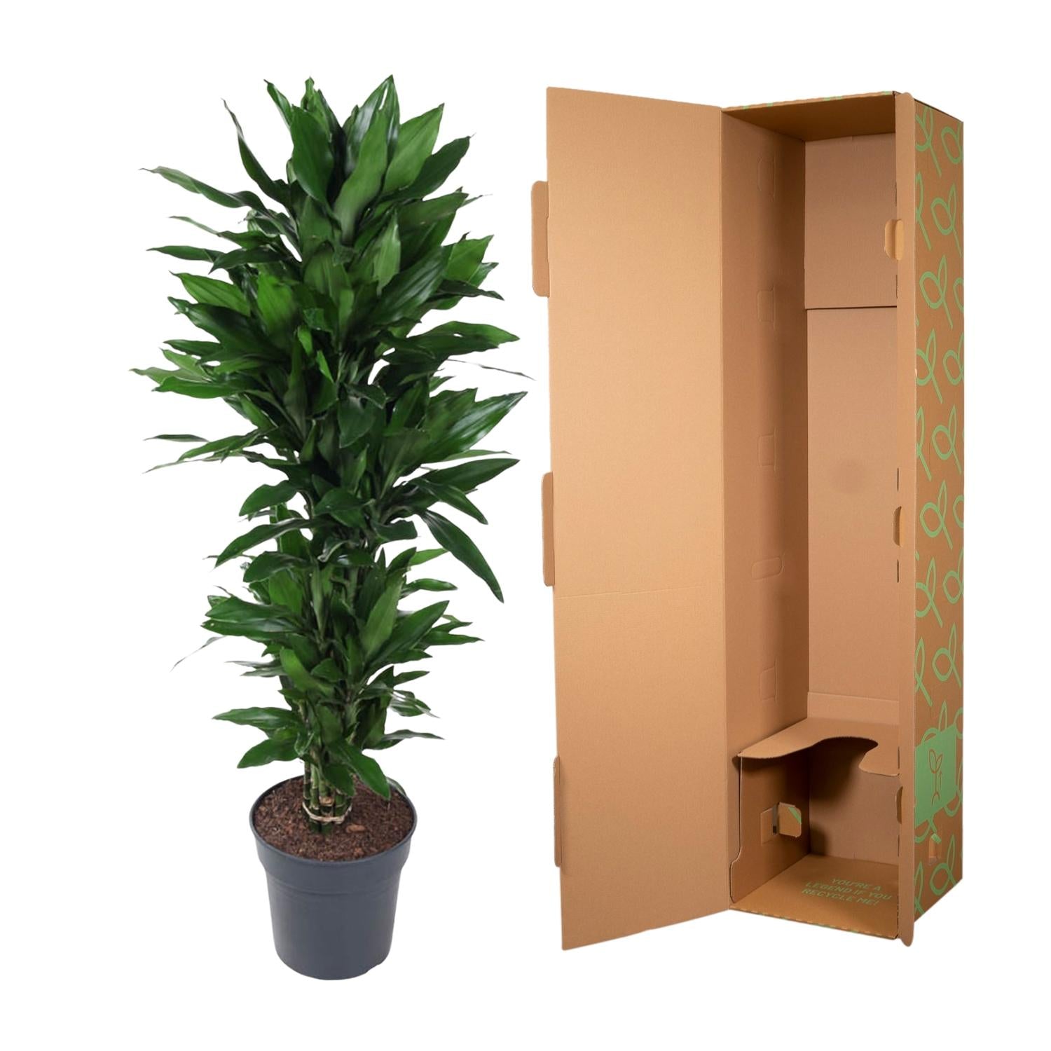 Drakenbloedboom Janet Lind vertakt (Dracaena) 120 cm hoog, pot ø27 cm