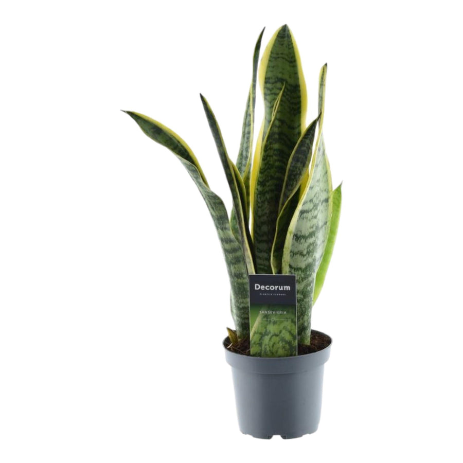 Bogenhanf (Sansevieria trifasciata 'Laurentii') 45 cm hoch, Topf ø12 cm