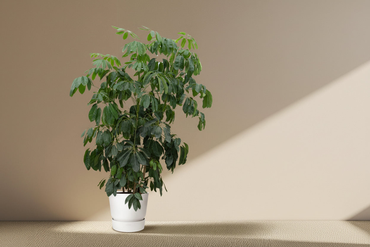 Schefflera Amate XL - 220 cm - ø45