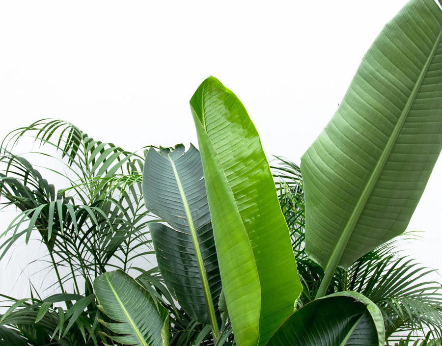 Fordelspakke XXL: Kentia 200 cm, Strelitzia nicolai 225 cm, Areca 200 cm