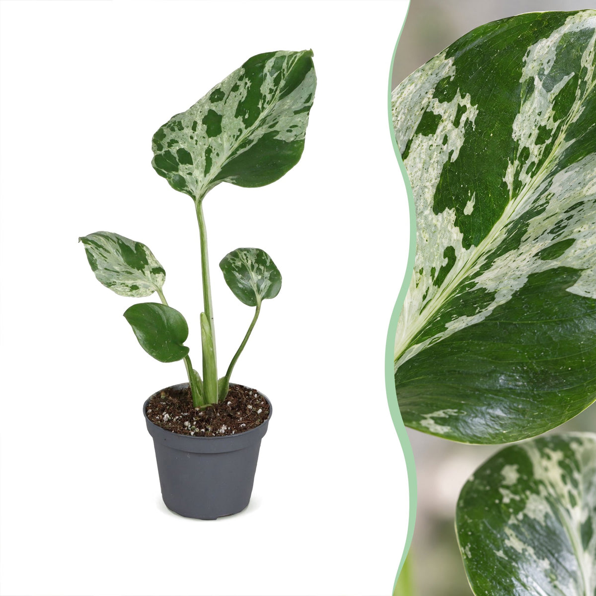 Monstera 18 cm wysokości, doniczka ø6 cm