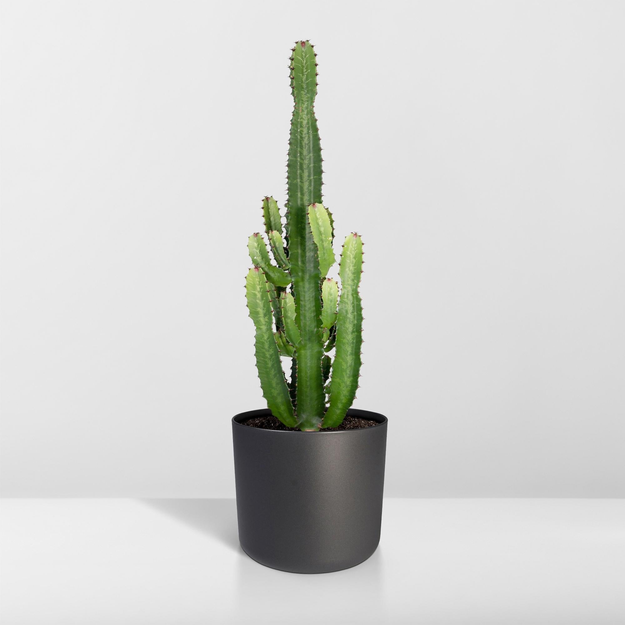 Euphorbia acrurensis 60 cm hoog, pot ø24 cm